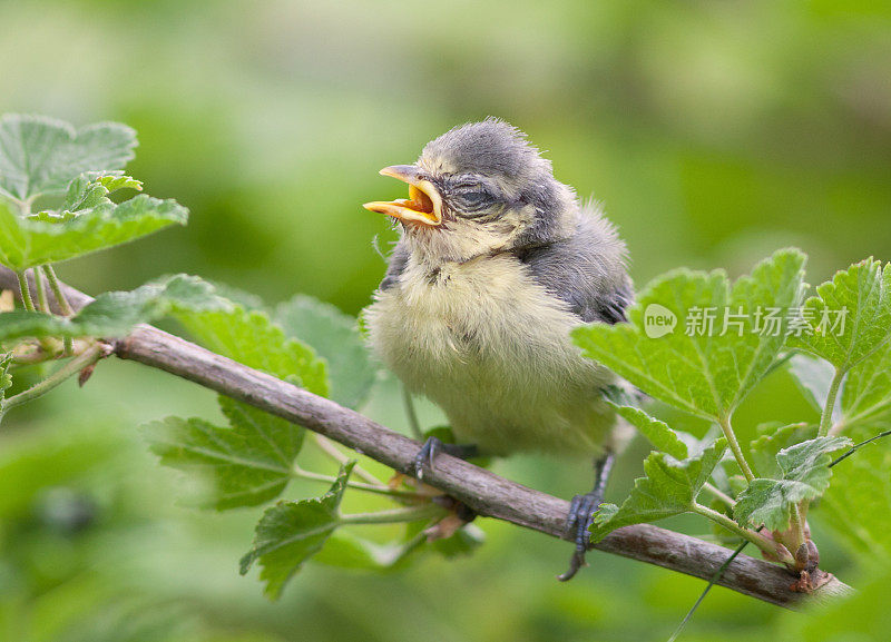 欧亚蓝山雀幼啼(Parus caeruleus)